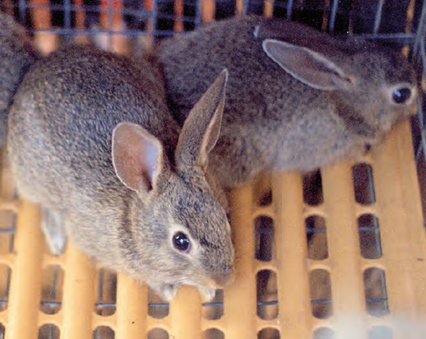 Perímetro amante Fundación Granjas comerciales de producción de conejos de monte - cuniNews, la  revista global de cunicultura