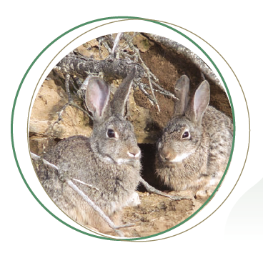la repoblación de conejos de monte es otra de las alternativas de la producción cunícola