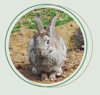la cercanía puede ser un valor añadido en la repoblación de conejos
