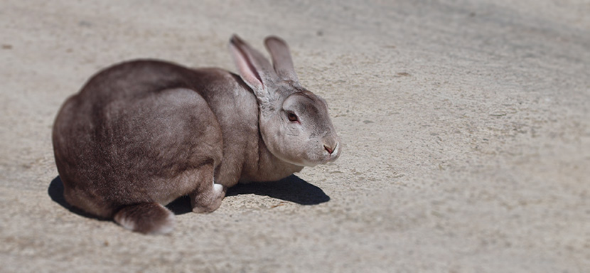 Piel de conejo de calidad, la oportunidad de diversificación en cunicultura  - cuniNews, la revista global de cunicultura