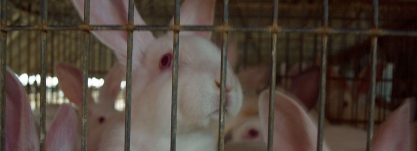 cría de conejos en jaula
