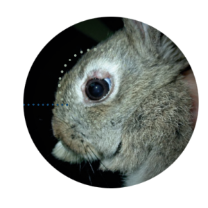 La mixomatosis es una enfermedad que afecta al conejo