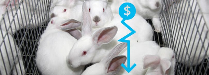 Crisis de precios conejos