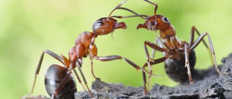 Hormigas producir antibióticos