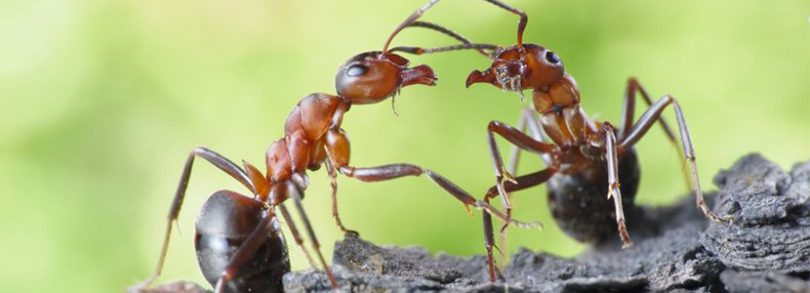 Hormigas producir antibióticos