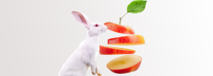 nutrición conejos