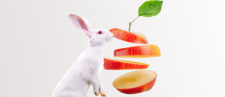 nutrición conejos