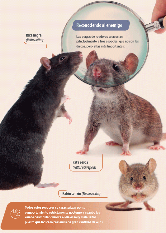 Desratización, venenos para eliminar ratas