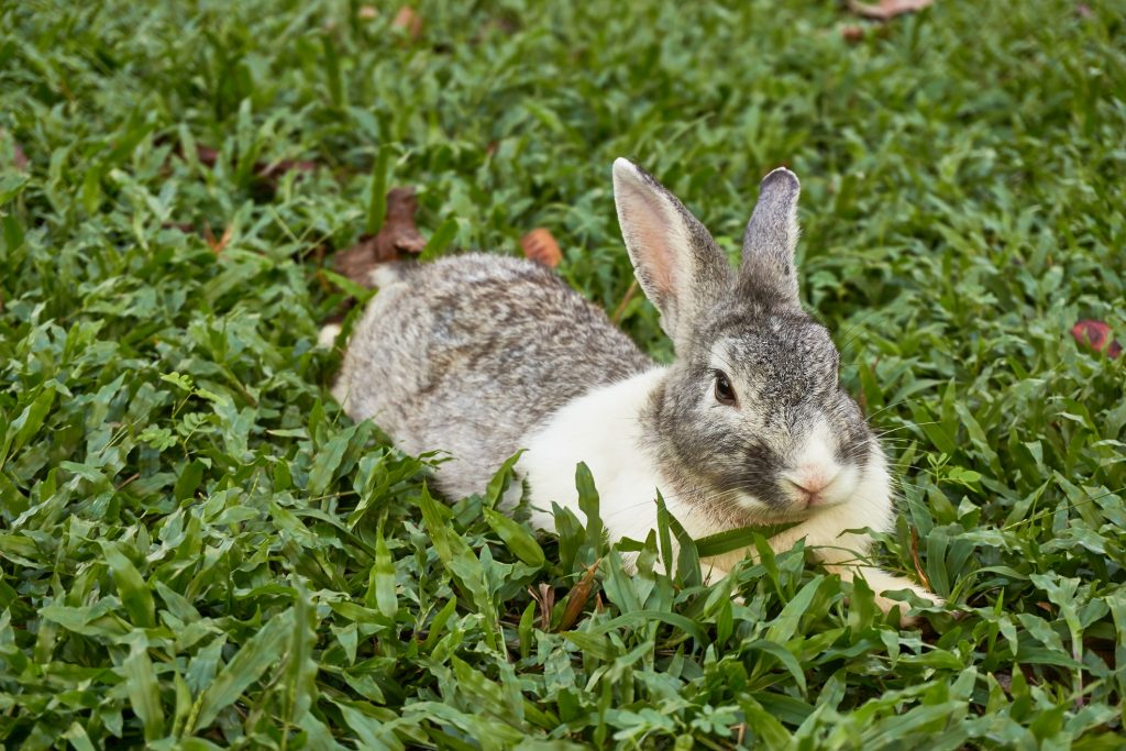 Conejo