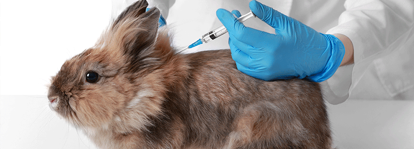 Nueva vacuna contra la hemorragia vírica conejo