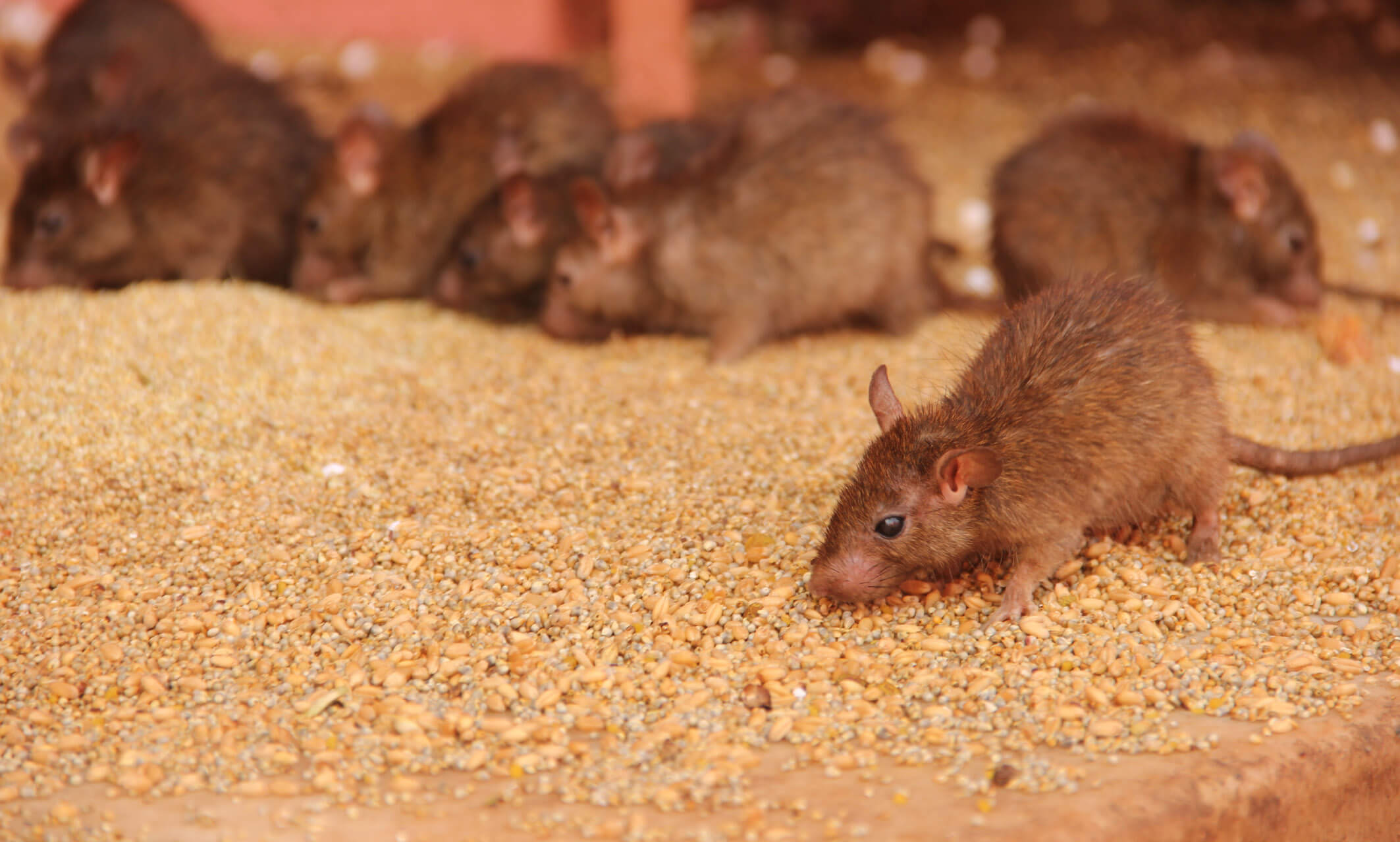 Acaba con la plaga de ratones Veneno Mata Ratas dosis letal 100% EFECTIVO 